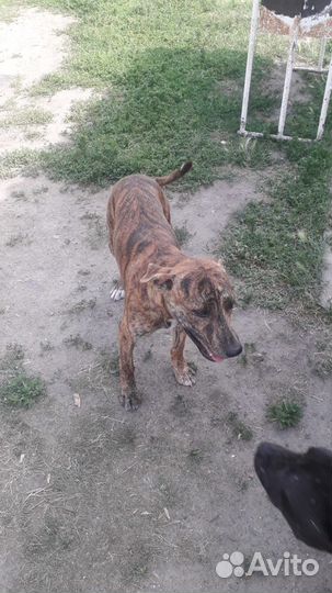 Щенок Питбуль