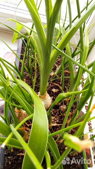 Индийский лук