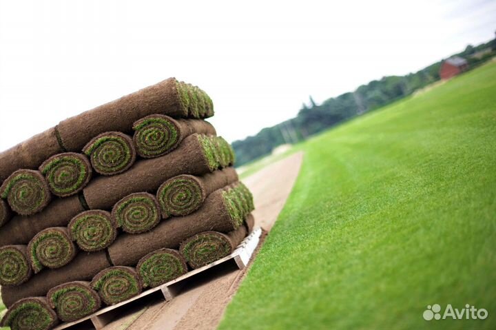 Рулонный газон