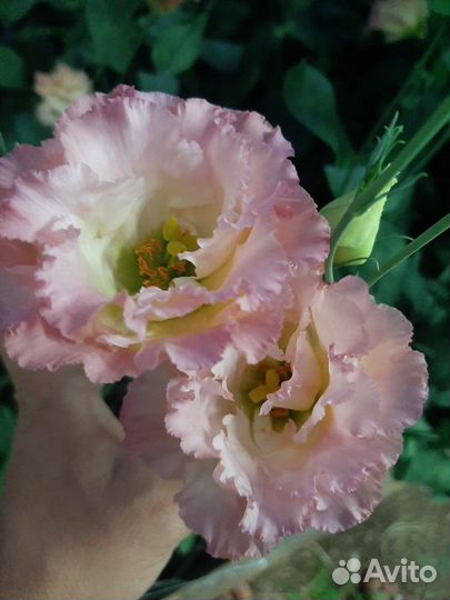 Продавец в ночь