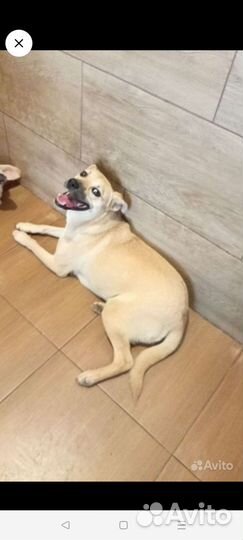 Маленькая собачка для квартиры