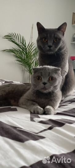 Британская