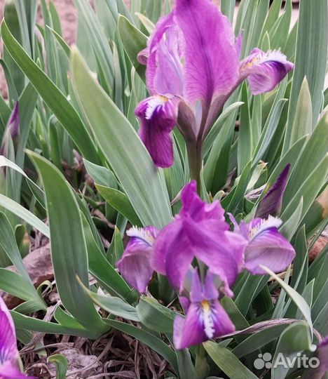 Ирисы карликовые