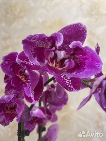Фаленопсисы сортовые