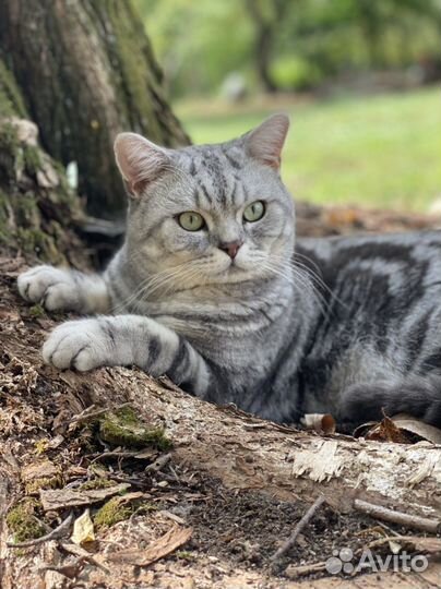 Шотландский кот вязка