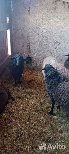 Баранчики дорпер