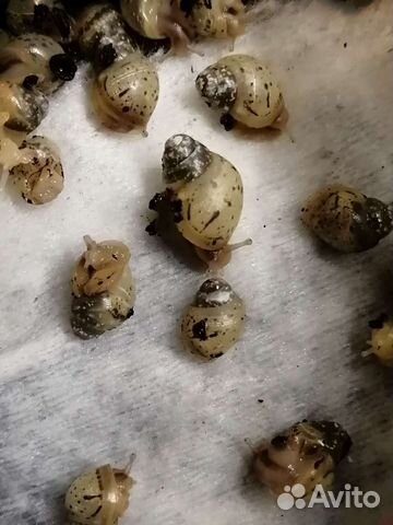 Улитки ахатины бесплатно