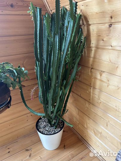 Кактус Молочай