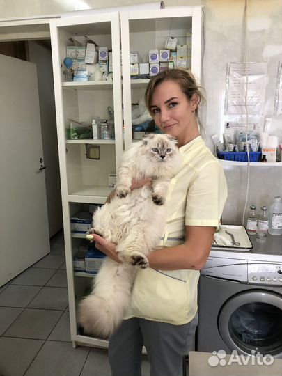 Ветеринарный врач на дом