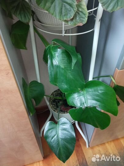 Комнатные цветы бесплатно. Пока бронь до 25.05