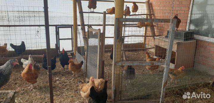 Куры несушки и Петухи домашние