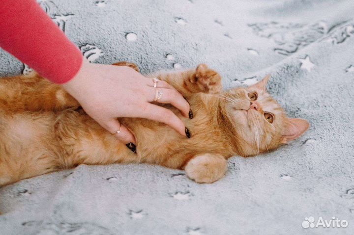 Кот в добрые руки