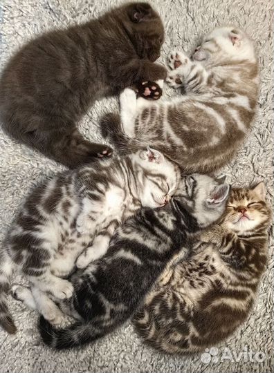 Продам британских котят