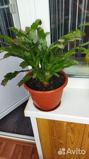 Декабрист шлюмбергера