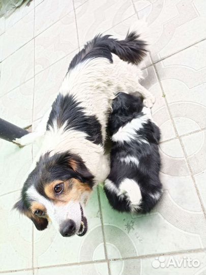 Собаки щенки