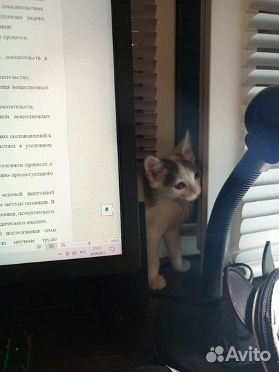 Котенок (2, 5 м)