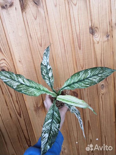 Спатифиллум