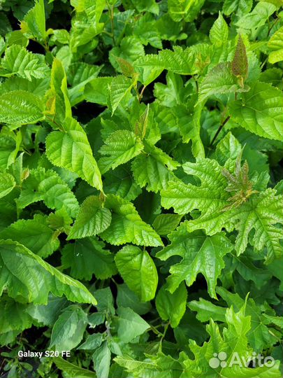 Сеянец шелковицы