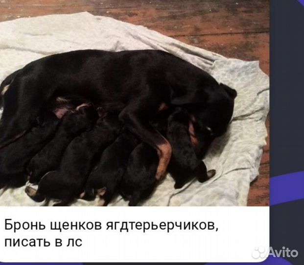 Родители рабочие, продам щенков