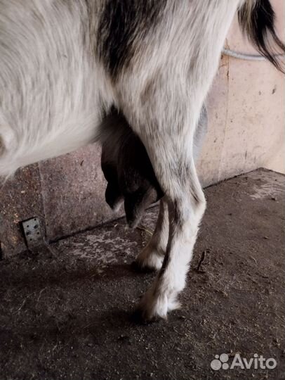 Коза дойная