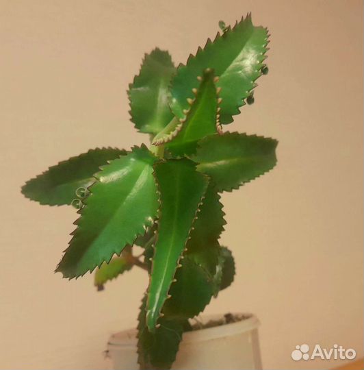 Каланхоэ лечебное