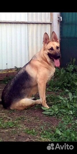 Восточноевропейская овчарка