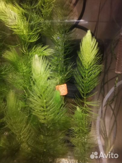 Аквариумное растение