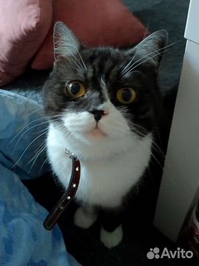 Кошка