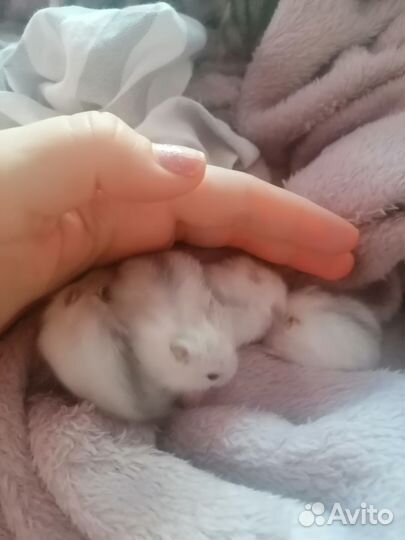 Джунгарские хомяки бесплатно