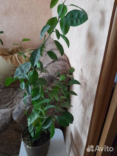 Лимонное деревце