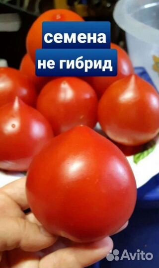Как собрать семена помидора