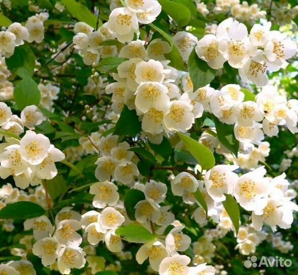 Большие саженцы жасмина