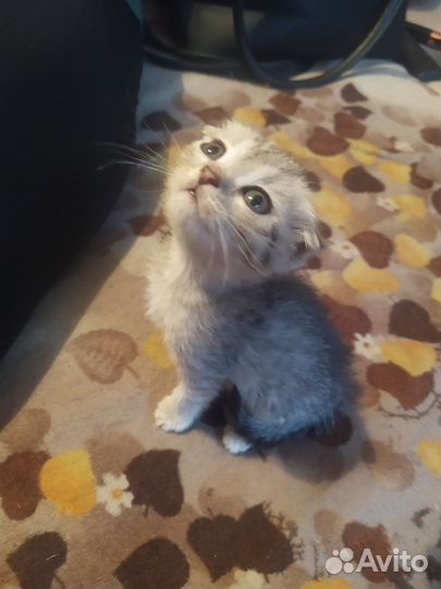 Кошки