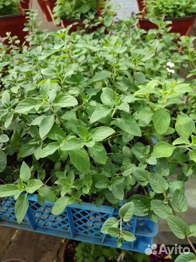 Рассада цветов, овощи