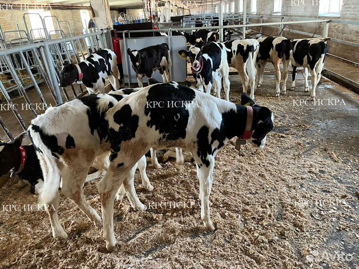 Телята бычки на откорм