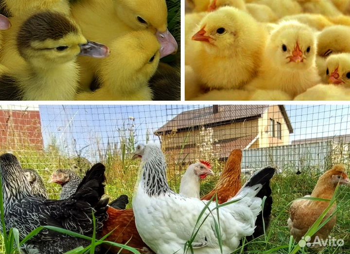 Цыплята бройлер,куры несушки,индюшата,утята,гусята