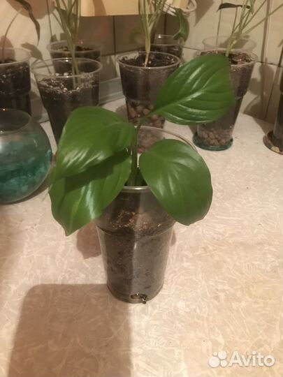 Спацифилум