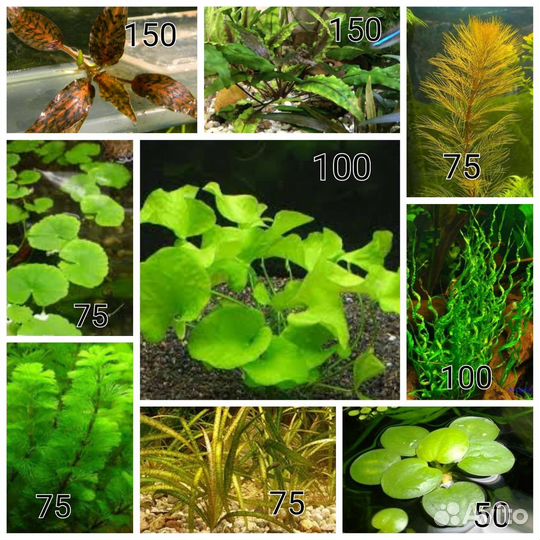 Аквариумные растения
