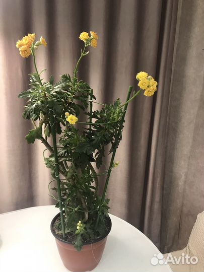 Каланхоэ цветущий оранжевый