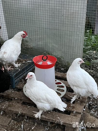 Куры маран белый