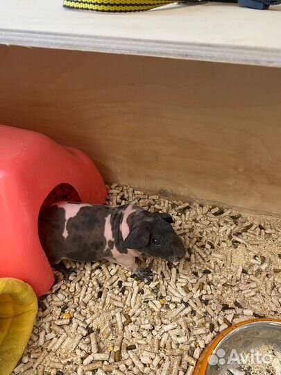 Морские свинки девочки скинни и обычные