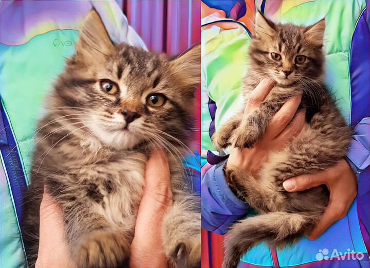 Ласковый котенок