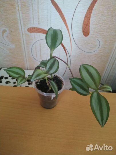 Традесканции