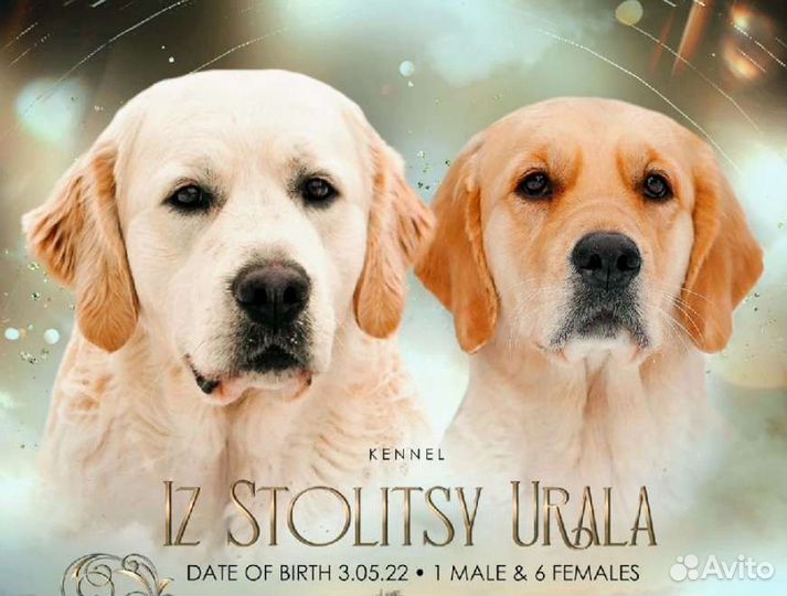 Золотистый ретривер
