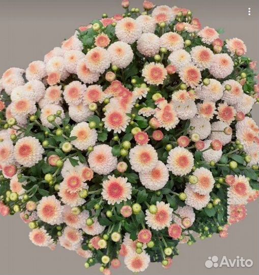 Укорененные черенки мультифлоры