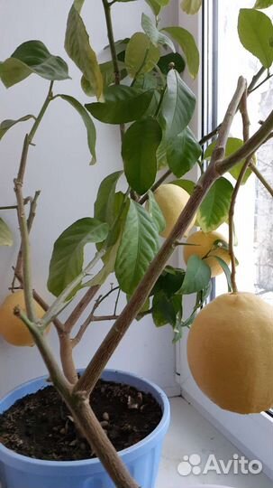 Лимонные деревца