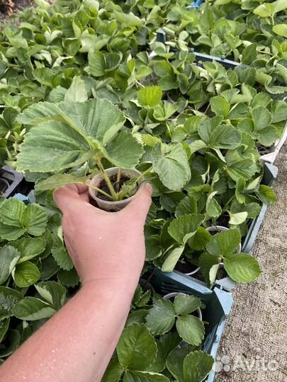 Рассада клубники. Саженцы клубники. Клубника
