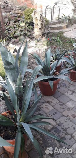 Растение Агава