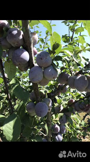 Слива кабардинка