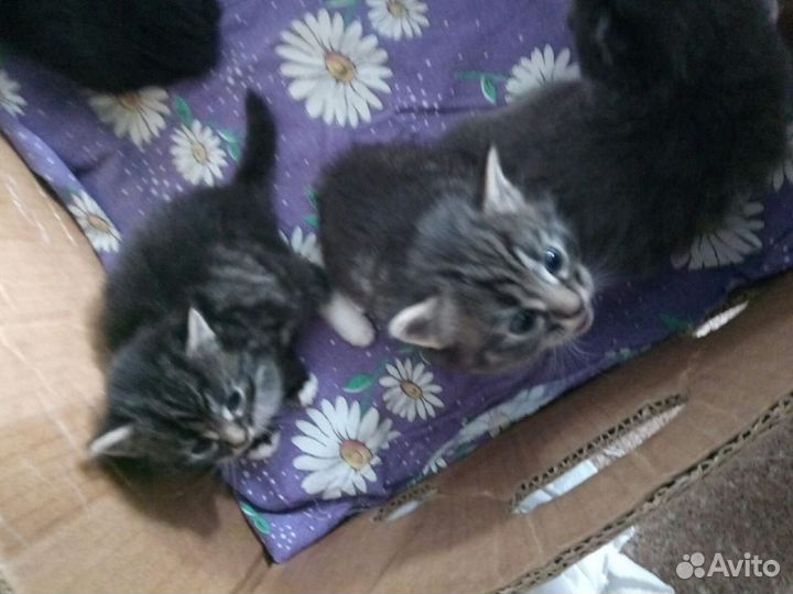 Отдам в добрые руки котят